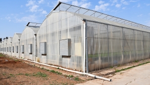 Harran Üniversitesinde Hasat Sevinci; Ar-Ge Serası Yeniden Hayata Geçirildi