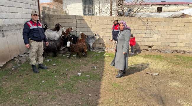 Şanlıurfa'da Hayvan Hırsızları Yakalandı