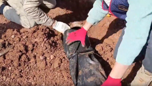 Şanlıurfa'da silah kaçakçılarına operasyon, 14 gözaltı