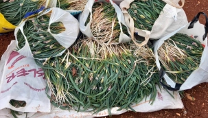 Akbandır Sofralardaki Yerini Aldı