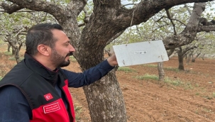 Eyyübiye'de Fıstık Ağaçlarına Feromon Tuzaklar Kuruldu