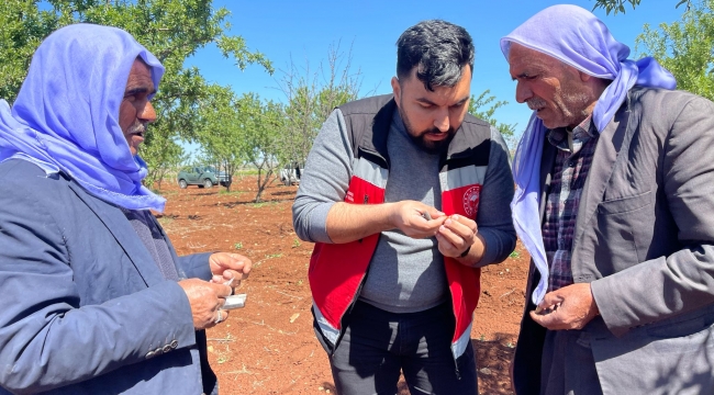 Haliliye'de Don Zararı İçin Tarımsal İnceleme Başlatıldı
