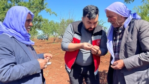 Haliliye'de Don Zararı İçin Tarımsal İnceleme Başlatıldı
