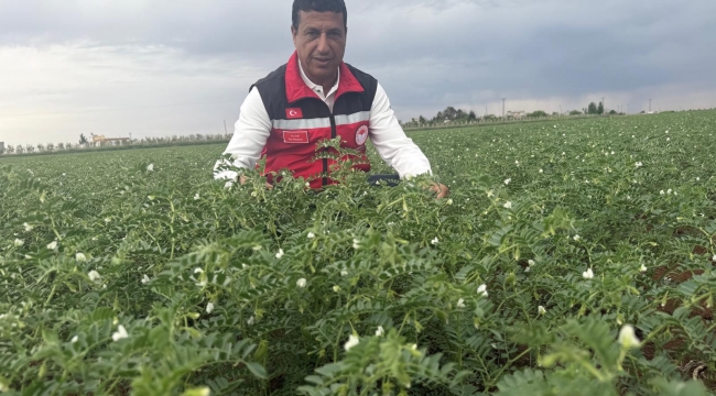 Şanlıurfa'da Alternatif Ürün Nohut Yaygınlaşıyor