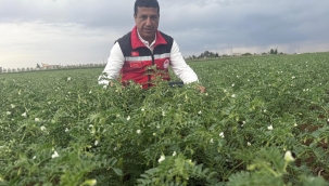 Şanlıurfa'da Alternatif Ürün Nohut Yaygınlaşıyor