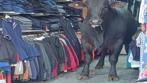 Şanlıurfa'da Angus İş Yerlerini Birbirine Kattı