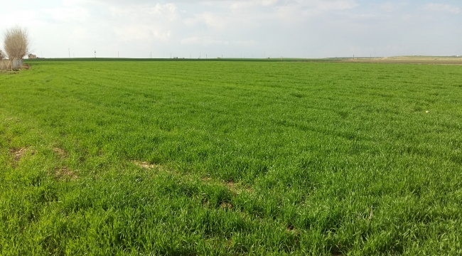 Şanlıurfa'da çiftçiler yağışlarla büyük sevinç yaşadı