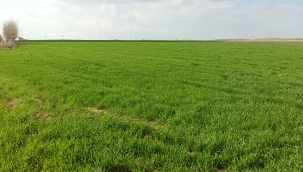 Şanlıurfa'da çiftçiler yağışlarla büyük sevinç yaşadı