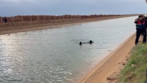 Şanlıurfa'da Eşeğiyle Sulama Kanalına Düşen Çoban Öldü