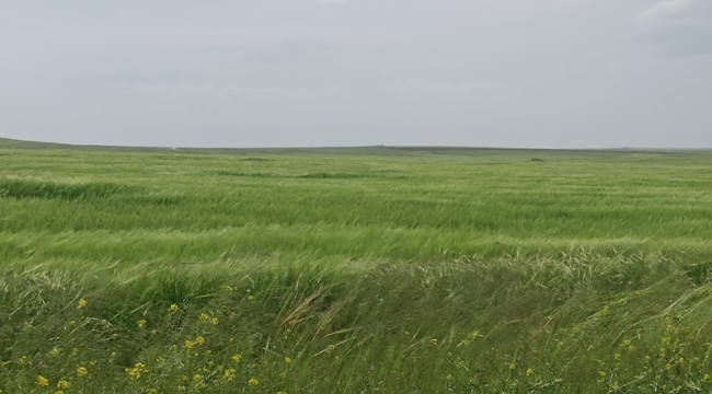 Şanlıurfa'da Nisan Yağmuru Çiftçilerin Yüzünü Güldürdü