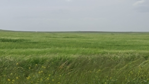 Şanlıurfa'da Nisan Yağmuru Çiftçilerin Yüzünü Güldürdü