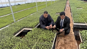 Şanlıurfa'da yaz fideler yetiştirildi
