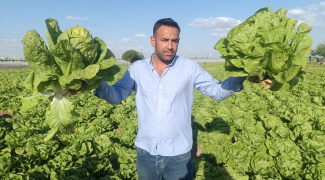 Toprak Değil Altın: GAP'lı Marul 7 Bin TL'ye Satılıyor!