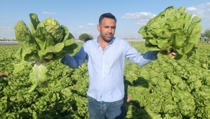 Toprak Değil Altın: GAP'lı Marul 7 Bin TL'ye Satılıyor!
