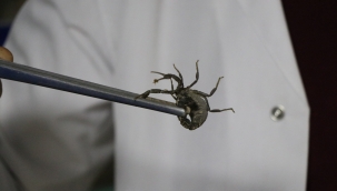 Türkiye'de 86 akrep üretim tesisin 24'ü Şanlıurfa'da bulunuyor