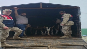 Bayram öncesi hayvan hırsızlığı jandarmaya takıldı