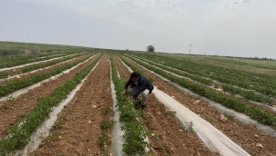 Eyyübiye'de Tarlalarda Yaz Domatesi Yetiştirilmeye Başladı
