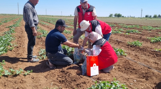 Eyyübiye'de Urfa Kavunu Toprakla Buluştu: Uzmanlar Hastalık Tespiti İçin Sahada