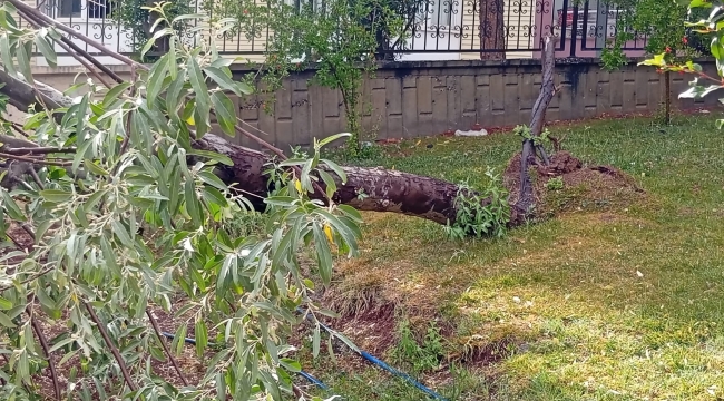 Karaköprü'de fırtına ağaç devirdi