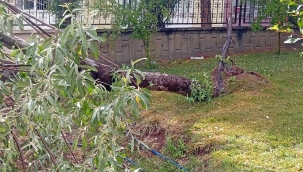 Karaköprü'de fırtına ağaç devirdi