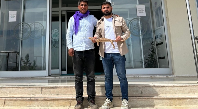 Nadir Görülen "çöl varanı" Şanlıurfa'da Bulundu