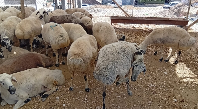 Şanlıurfa'da Alıcı Yok, Pazarlar Boş Kaldı