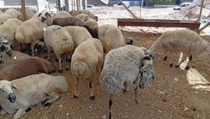 Şanlıurfa'da Alıcı Yok, Pazarlar Boş Kaldı