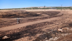 Şanlıurfa'da Arpa Tarlası Küle Döndü