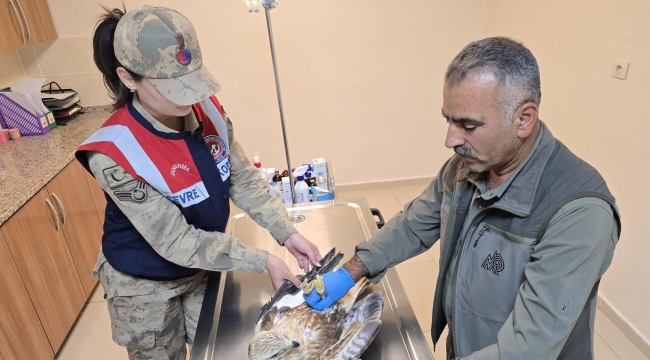 Şanlıurfa'da HAYDİ timi yaralı halde buldu