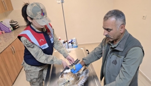 Şanlıurfa'da HAYDİ timi yaralı halde buldu