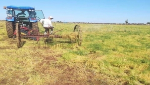 Şanlıurfa'da Kırmızı Mercimek Hasadı Başladı