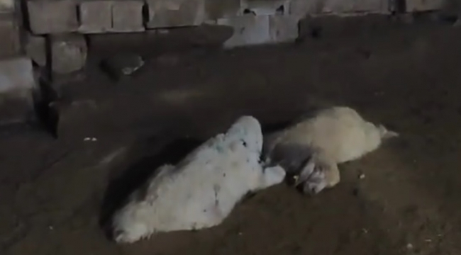 Şanlıurfa'da Sokak Köpeği Dehşeti: Muhtarın Kuzuları Telef Oldu