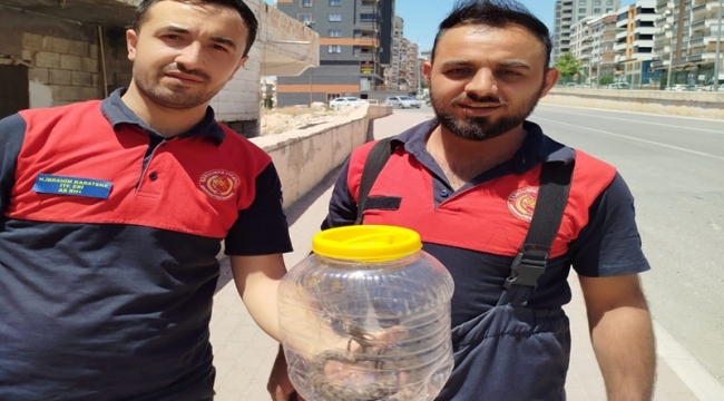 Şanlıurfa'da Yılan Paniği