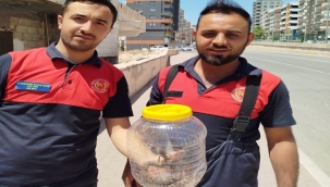 Şanlıurfa'da Yılan Paniği