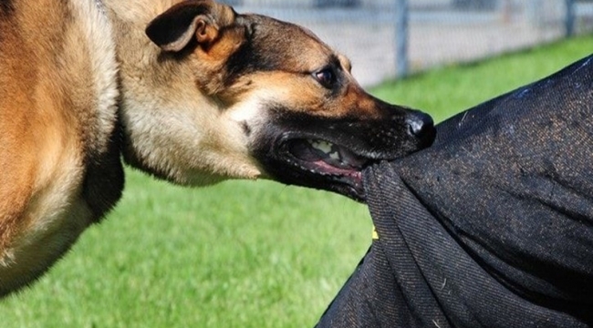 Şanlıurfa'da Yine Köpek Vakası: 16 Yaşındaki Çocuk Yaralandı	