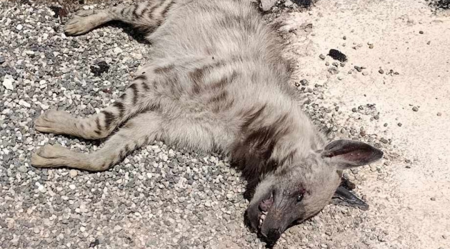 Suruç'ta sırtlan Tarlada Ölü bulundu