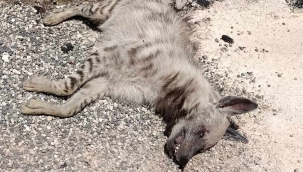 Suruç'ta sırtlan Tarlada Ölü bulundu