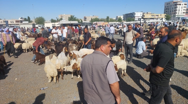 Viranşehir'de Kurban Bayramı Öncesi Hayvan Pazarı Canlandı