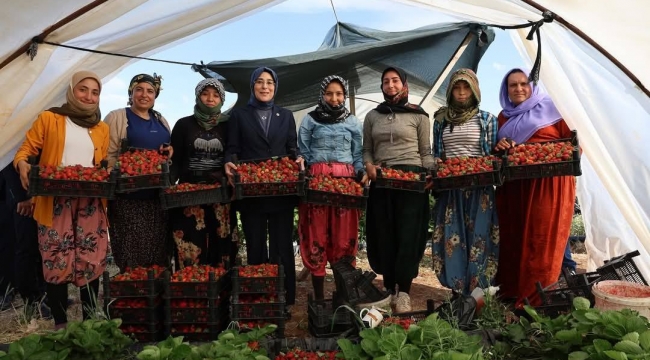 Viranşehir'de Tarımda Çeşitlilik Artıyor: İlk Çilek Hasadı Yapıldı