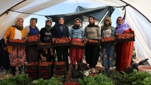 Viranşehir'de Tarımda Çeşitlilik Artıyor: İlk Çilek Hasadı Yapıldı