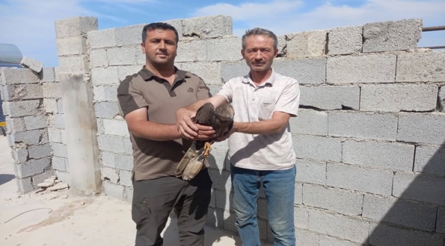 Yaban Hayatına Bir Destek Daha: Yaralı Şahin Kurtarıldı