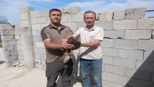 Yaban Hayatına Bir Destek Daha: Yaralı Şahin Kurtarıldı
