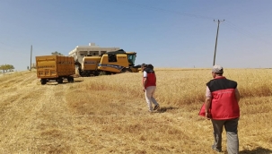 Altın Başakların Hasadı Başladı: Şanlıurfa Ovalarında Bereket Zamanı!