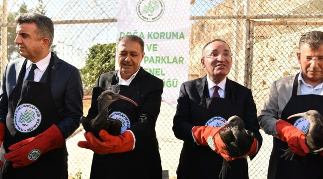 Birecik'te 45 Kelaynak kuşu Doğaya bırakıldı