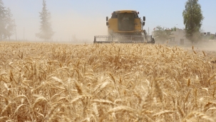 Büyükşehir Belediyesi, 270 Dekarlık Arazide Buğday Hasadına Başladı