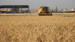  Büyükşehir Belediyesi, 90 Dönümlük Alanda Nohut Hasadını Gerçekleştirdi