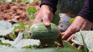 Büyükşehir, İlk Ata Tohumu Hasadını Gerçekleştirdi