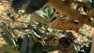 Haliliye'de Tarım Arazilerine Çekirge Alarmı