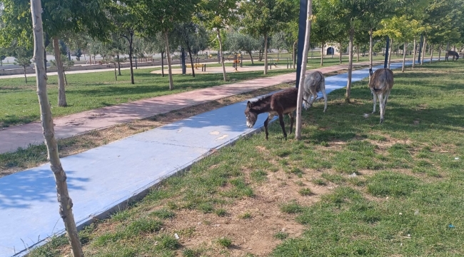 Kayıp eşek 2 ay sonra 3 arkadaşını da alıp geri döndü