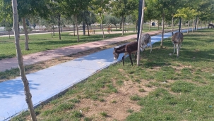 Kayıp eşek 2 ay sonra 3 arkadaşını da alıp geri döndü